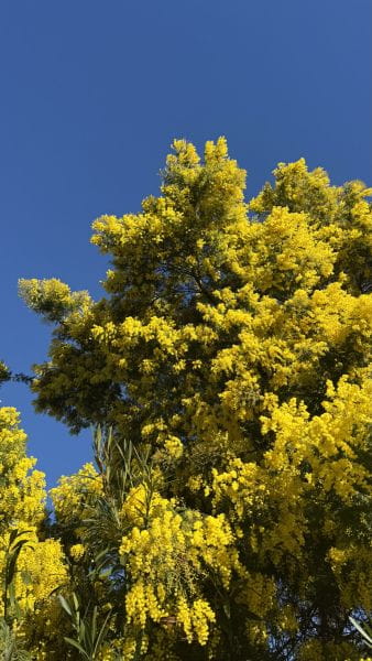 Februar in Saint-Aygulf: Wenn der Winter goldene Farben annimmt