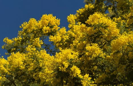 image Februar in Saint-Aygulf: Wenn der Winter goldene Farben annimmt