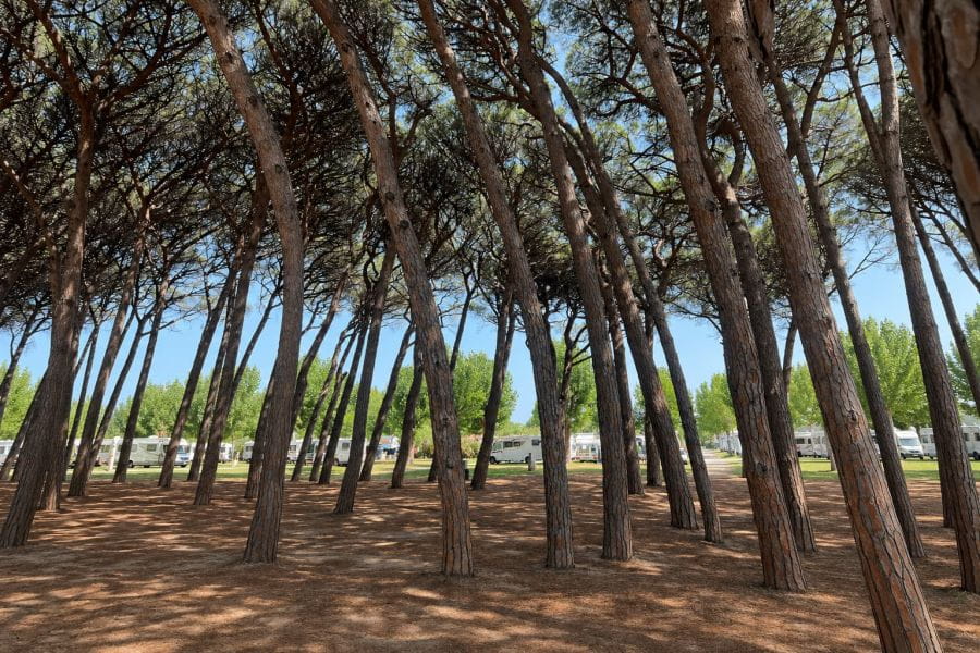 Der Kiefernwald erwacht wieder zum Leben